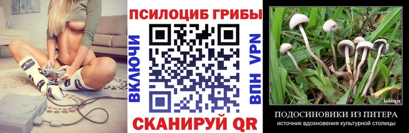 закладки  Киселёвск  Галлюциногенные грибы Cubensis 